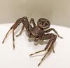 Xysticus sp.